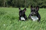 BOULEDOGUE FRANCAIS 723